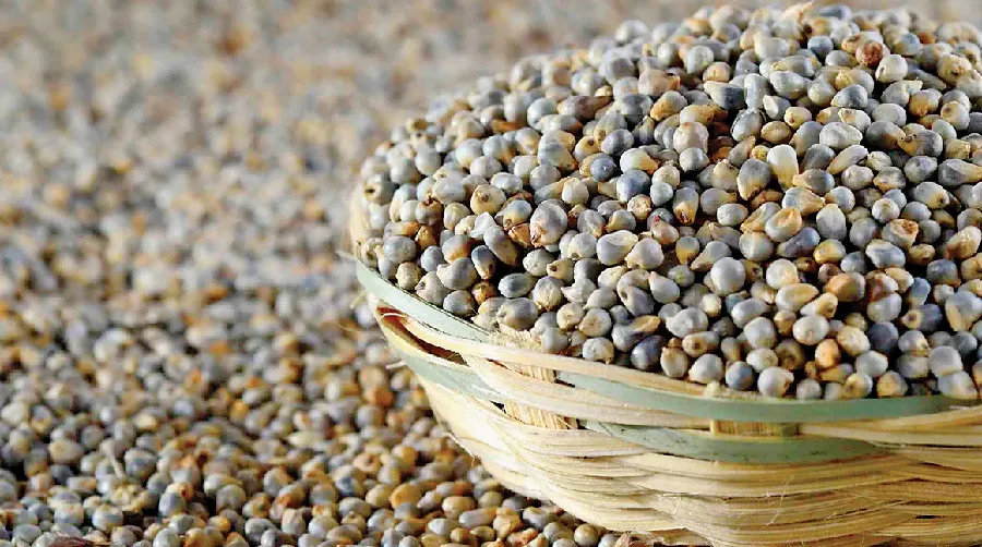 BajraSeeds_1024x10242x