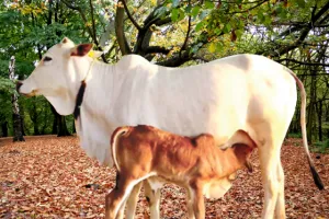 Desi cow's milk  is like  nectar on earth