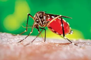 आयुर्वेद में है डेंगू का उत्तम इलाज