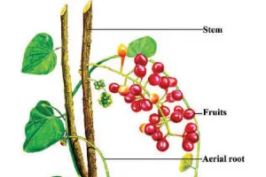 लिवर रोगों मे गिलोय की उपयोगिता को अब ब्रिटिश फार्मा ने भी माना