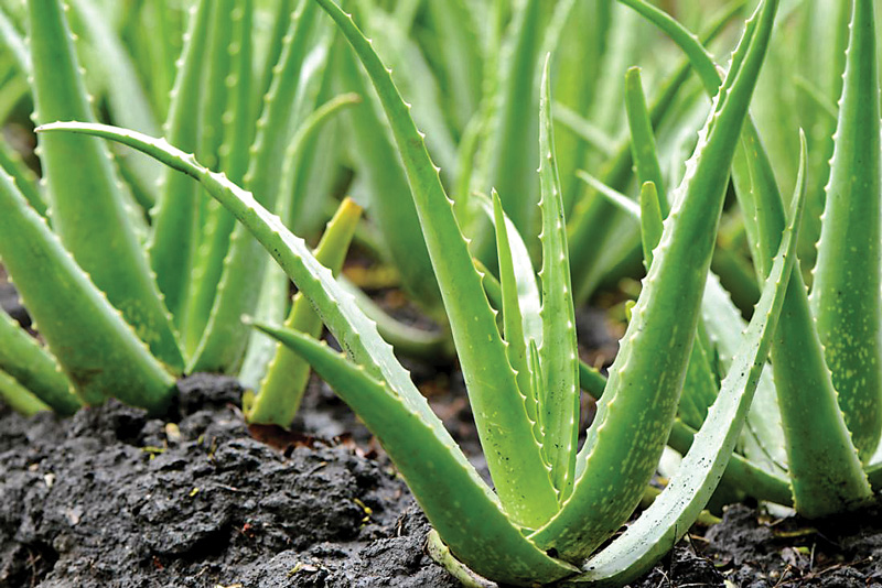 Aloe Vera